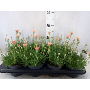 Rhodanthemum hosm. 'Zagora Orange'