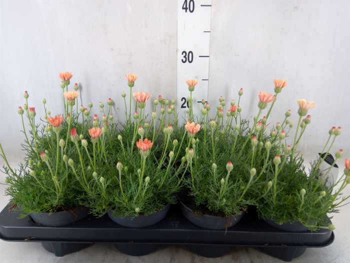 <h4>Rhodanthemum hosm. 'Zagora Orange'</h4>