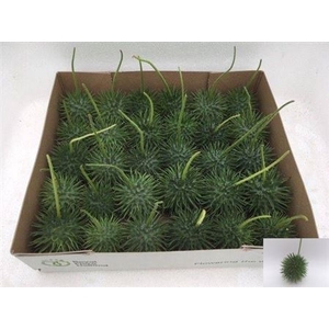 Sier Cucumis Egel X30 Hol