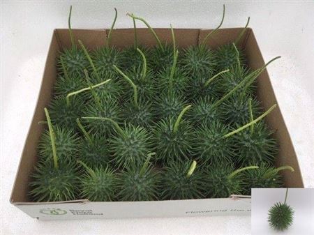 <h4>Sier Cucumis Egel X30 Hol</h4>