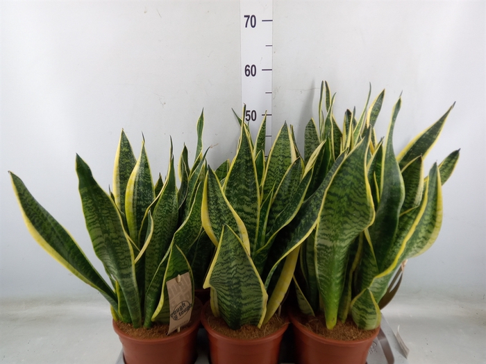 <h4>Sansevieria trifa. 'Futura Superba'</h4>