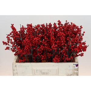 Ilex Crimson