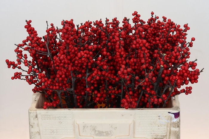 <h4>Ilex Crimson</h4>