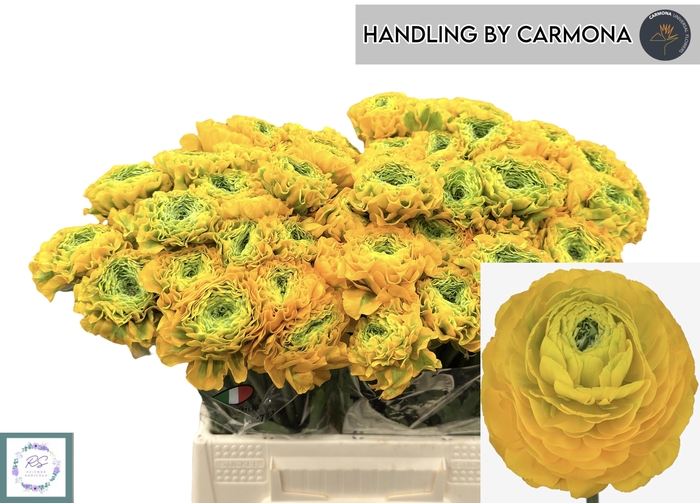 <h4>RAN PON PON LUNA</h4>