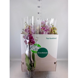 Phalaenopsis   ...mix