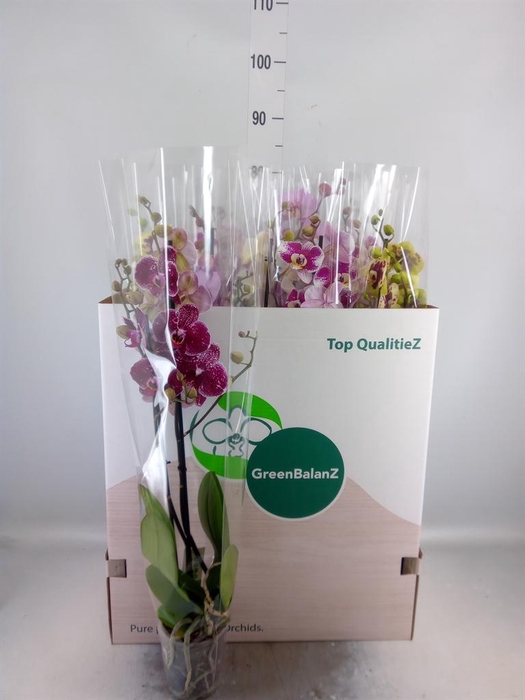 <h4>Phalaenopsis   ...mix</h4>