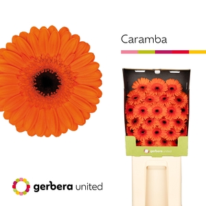 Germini Caramba Diamond