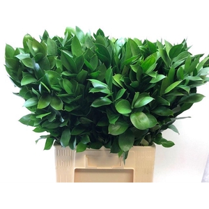 RUSCUS HYPOPHYLLUM