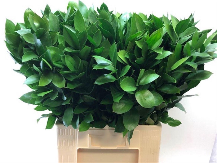 <h4>RUSCUS HYPOPHYLLUM</h4>