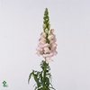 Antirrhinum majus 'Costa Silver'