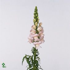 <h4>Antirrhinum majus 'Costa Silver'</h4>