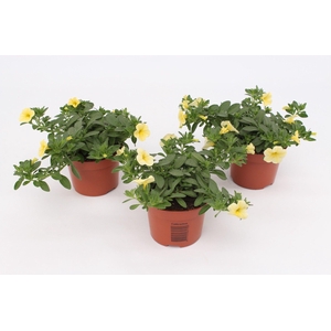 Calibrachoa ' Calitastic '