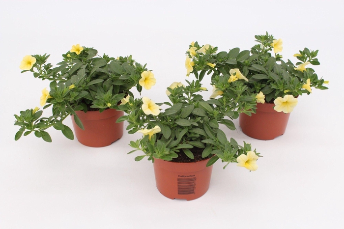 <h4>Calibrachoa ' Calitastic '</h4>