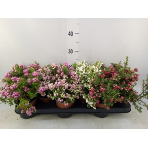 Gaultheria mucronata