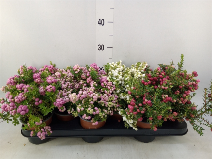 <h4>Gaultheria mucronata</h4>