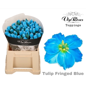 TU FR FRINGED BLUE