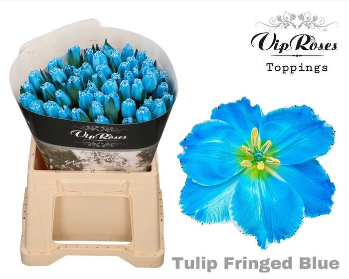 TU FR FRINGED BLUE