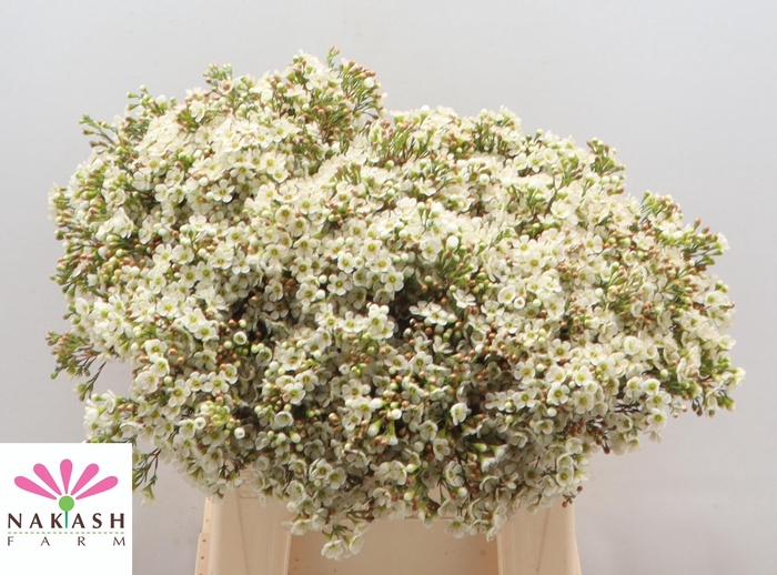 <h4>Cham Un Dawn Pearl</h4>