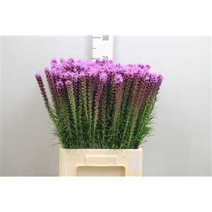 Liatris Spicata