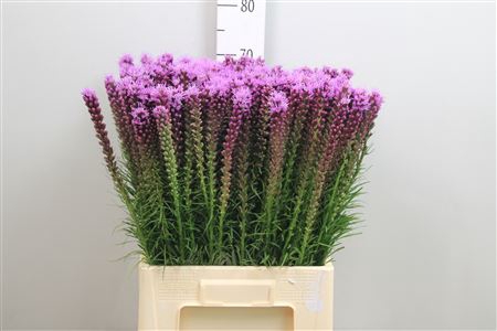 Liatris Spicata