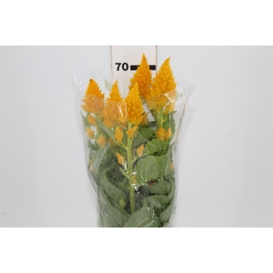 CELOSIA PLUMOSA CENTURY YELLOW 070 CM