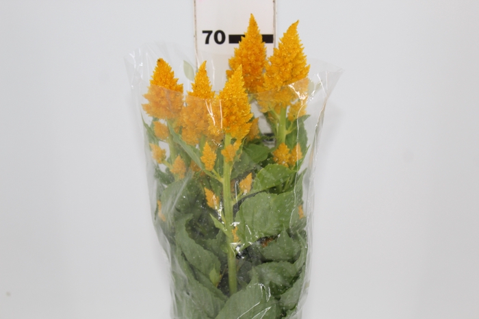 <h4>CELOSIA PLUMOSA CENTURY YELLOW 070 CM</h4>