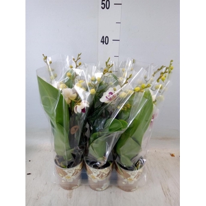 Phalaenopsis multi. 'FC Safe Haven'