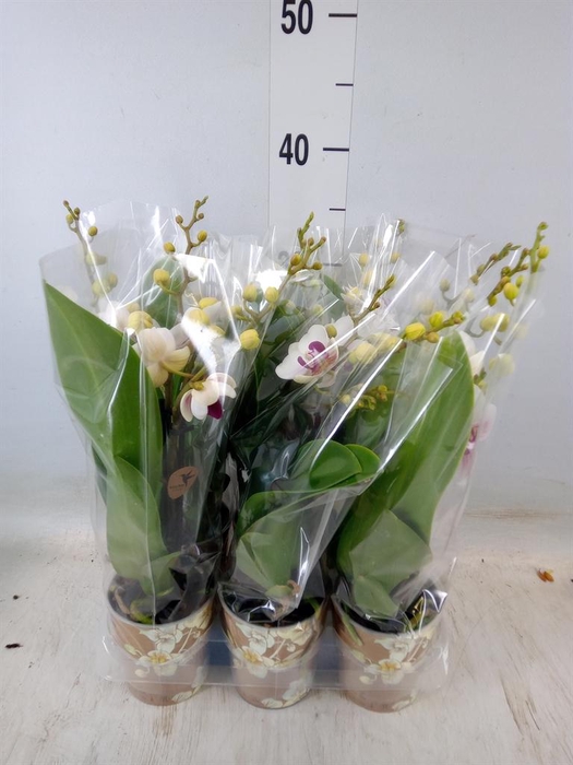 <h4>Phalaenopsis multi. 'FC Safe Haven'</h4>