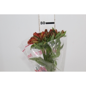 ALSTROEMERIA CINNAMON 070 CM