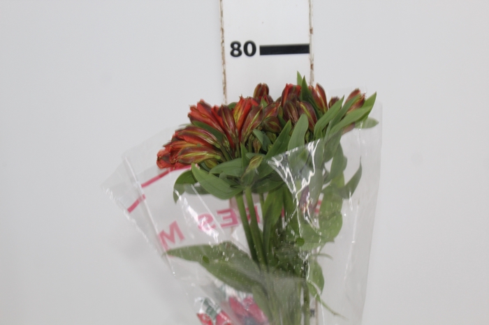 <h4>ALSTROEMERIA CINNAMON 070 CM</h4>