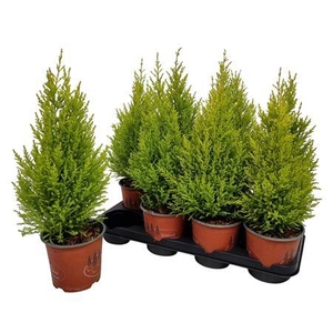 Cupressus Macrocarpa 'wilma'