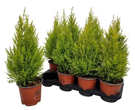 <h4>Cupressus Macrocarpa 'wilma'</h4>