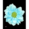 Chr T Kennedy Pastel Blue