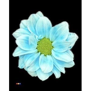 Chr T Kennedy Pastel Blue