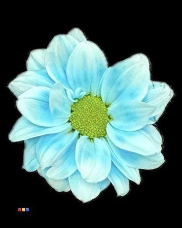 Chr T Kennedy Pastel Blue