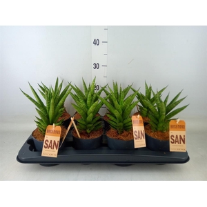 Sansevieria cyl.  ...