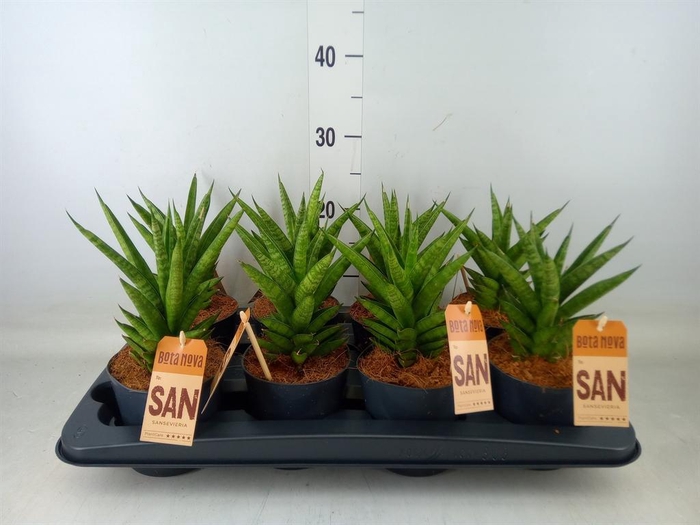<h4>Sansevieria cyl.  ...</h4>