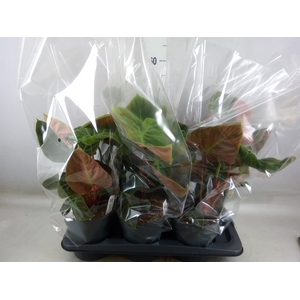 Philodendron   ...
