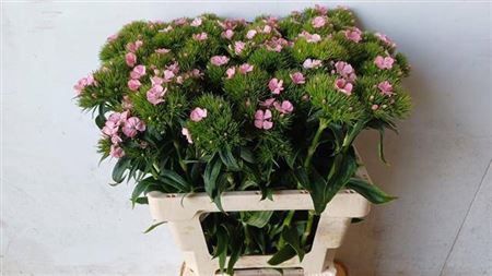 <h4>Di Barb B Light Pink</h4>