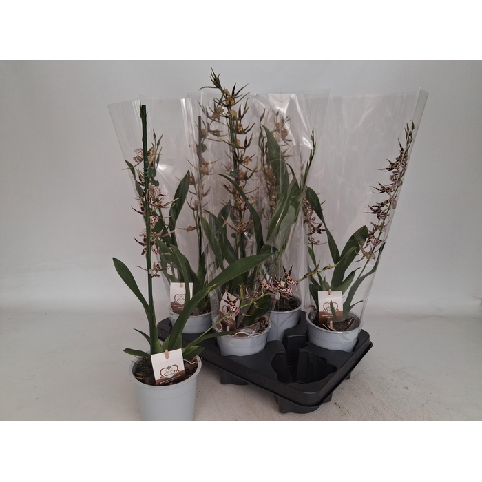 <h4>BRASSIA SUMMER DREAM</h4>