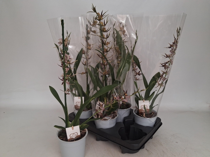 BRASSIA SUMMER DREAM