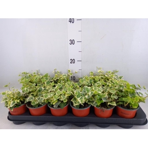 Hedera helix 'White Wonder'