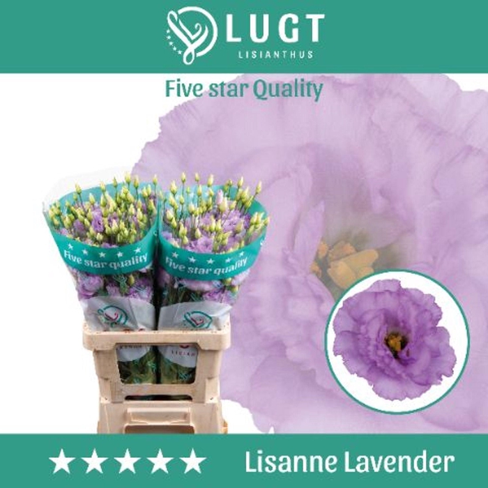 <h4>EUSTOMA RUSS. DU 'LISANNE DP LAVEN'</h4>