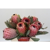 Protea Barbigera Air
