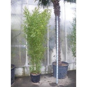 Phyllostachys bissetii