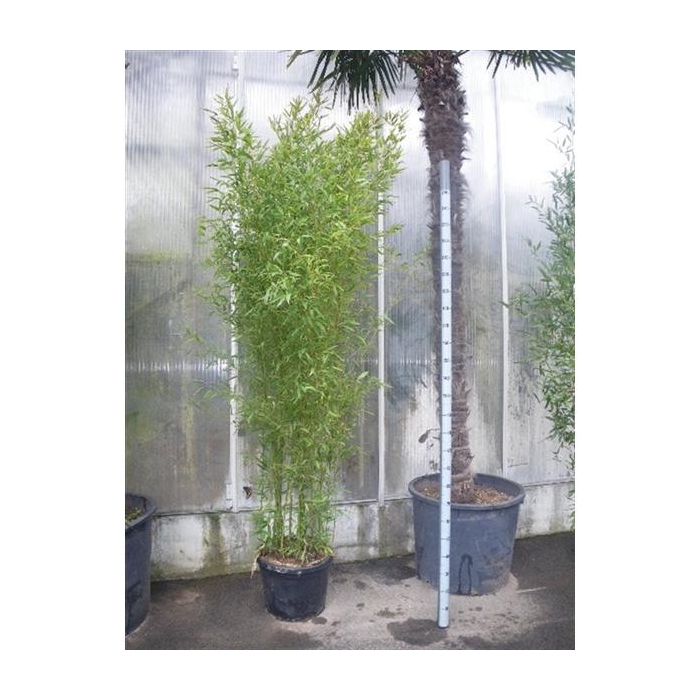 <h4>Phyllostachys bissetii</h4>