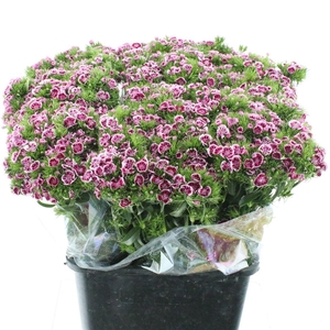 Di Barb Kiwi Polka Violet