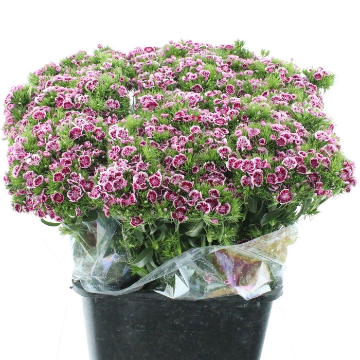 <h4>Di Barb Kiwi Polka Violet</h4>