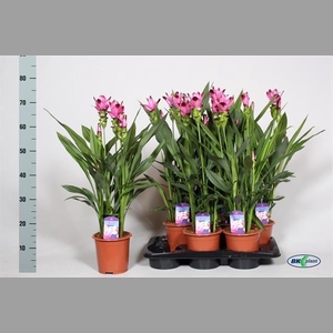 CURCU AL SIAM SPLASH