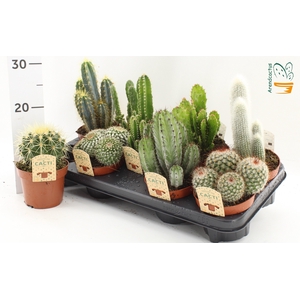 CACTUS GEM